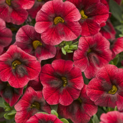 Pomengranate Punch Calibrachoa Superbells Pomengranate Punch