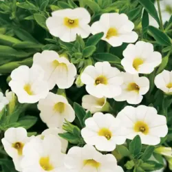 White Calibrachoa Superbells White
