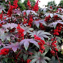Castor Bean Castor Bean