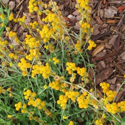 Flambe Yellow Chrysocphelum Flambe Yellow