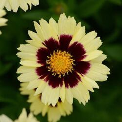 Cream & Red Coreopsis Uptick Cream & Red