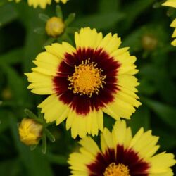 Yellow & Red Coreopsis Uptick Yellow & Red