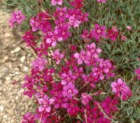 Brilliant Dianthus Brilliant
