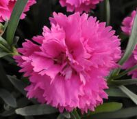Orchid Dianthus Everlast Orchid