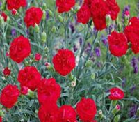 Passion Dianthus First Passion