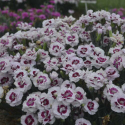 Kiss and Tell Dianthus Pretty Poppers Kiss and Tell