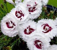 Coconut Surprise Dianthus Scent First Coconut Surprise