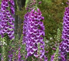 Purple Digitalis Dalmation Purple