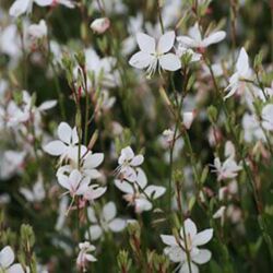 White Guara Belleza White