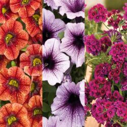 Combination #1 Fall Hanging Baskets Combination #1