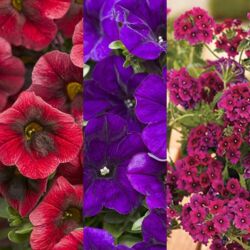 Combination #2 Fall Hanging Baskets Combination #2