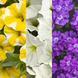 Combination #3 Fall Hanging Baskets Combination #3