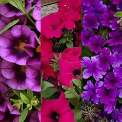 Combination #4 Fall Hanging Baskets Combination #4