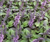 African Blue Basil African Blue