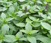 Columnar Basil Columnar