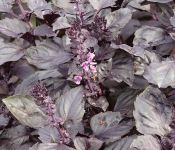 Red Rubin Basil Red Rubin