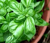 Sweet Basil Basil Sweet Basil