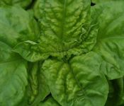 Valentino Basil Valentino