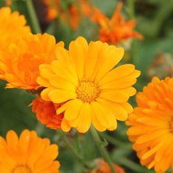 Calendula Calendula