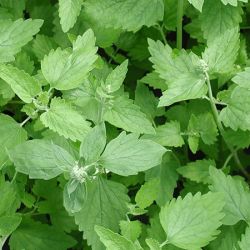 Catnip Catnip