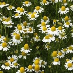 German Chamomile German