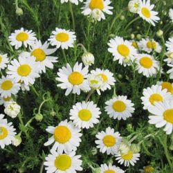 Roman Chamomile Roman