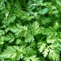 Chervil Chervil