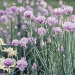 Plain Chives Plain
