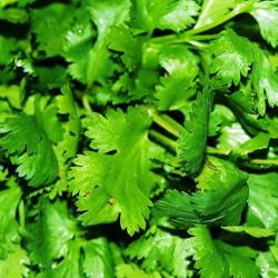 Cilantro Cilantro