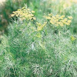 Fernleaf Dill Fernleaf