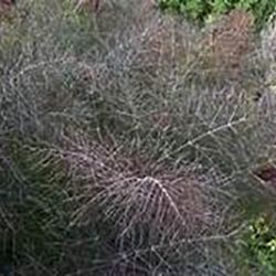 Bronze Fennel