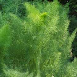 Green Fennel Green