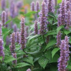 Hyssop Hyssop