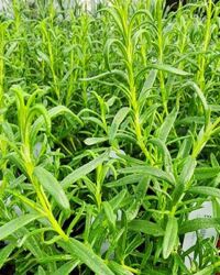 Barbeque Rosemary Barbeque