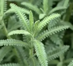 Dentata Lavender Dentata