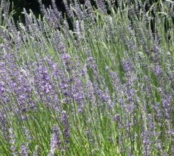 Grosso Lavender Grosso