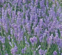 Hidcote Lavender Hidcote