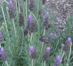 Fringed Lavender Fringed