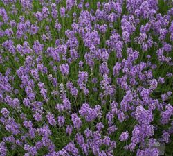Munstead Lavender Munstead