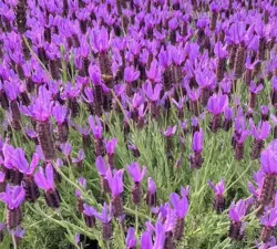 Otto Quast Lavender Otto Quast