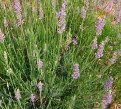 Provence Lavender Provence