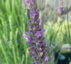 Sensational Lavender Sensational