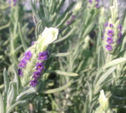 Stoechas Anouk Lavender Stoechas Anouk