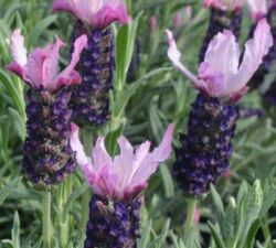 Stoechas Blueberry Ruffles