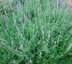 Sweet Lavender Sweet