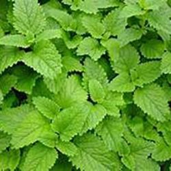 Lemon Balm Lemon Balm