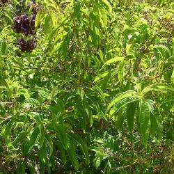 Lemon Verbena Lemon Verbena
