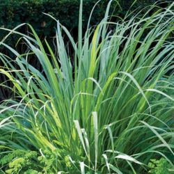 West Indian Lemongrass West Indian