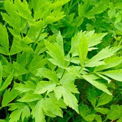 Lovage Lovage