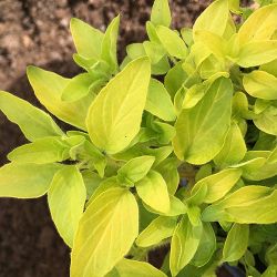 Golden Marjoram Golden